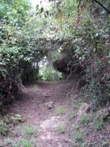 Canopies of trees over the path